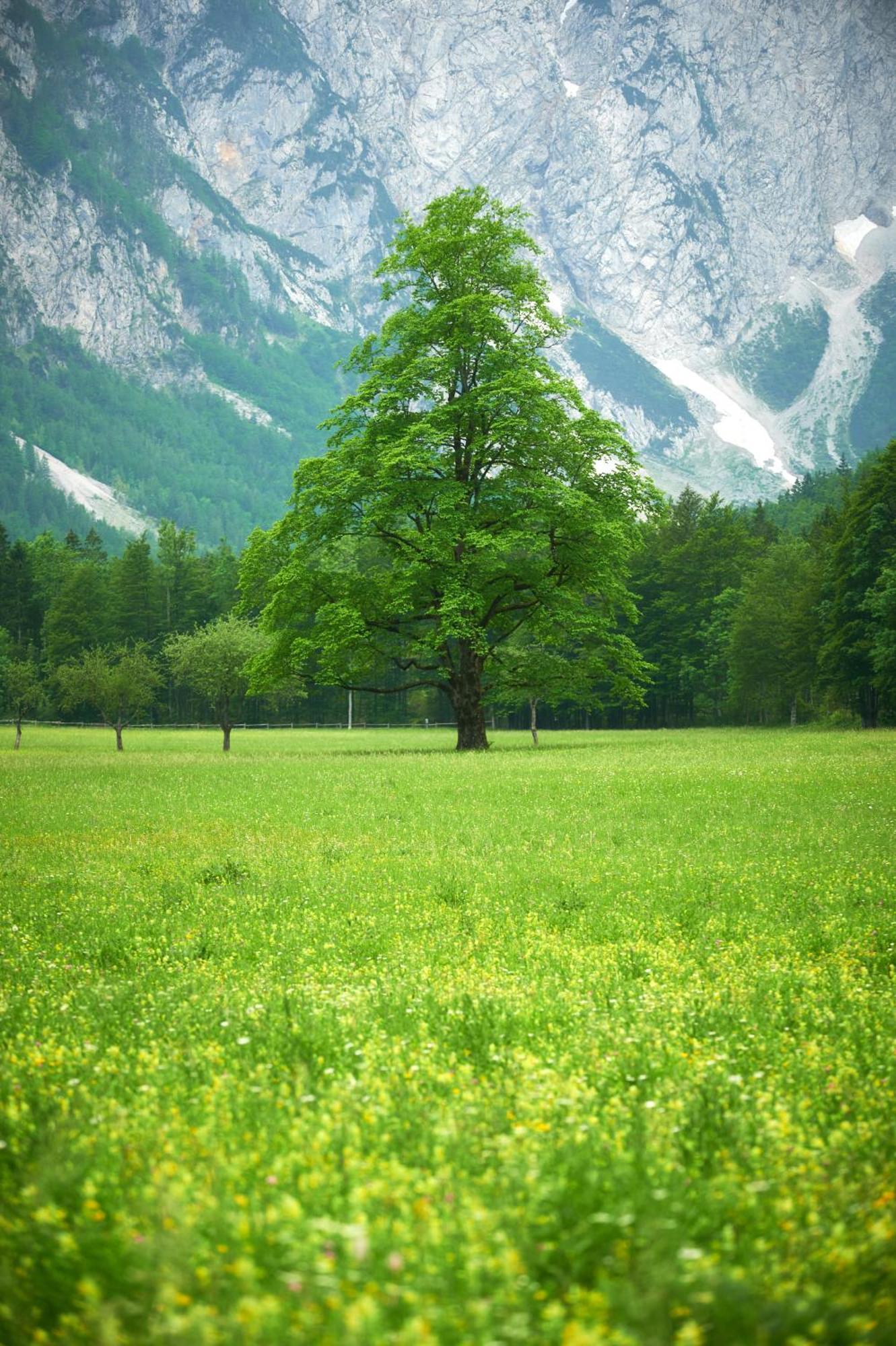 Hotel Plesnik Logarska Dolina Solčava Exteriör bild